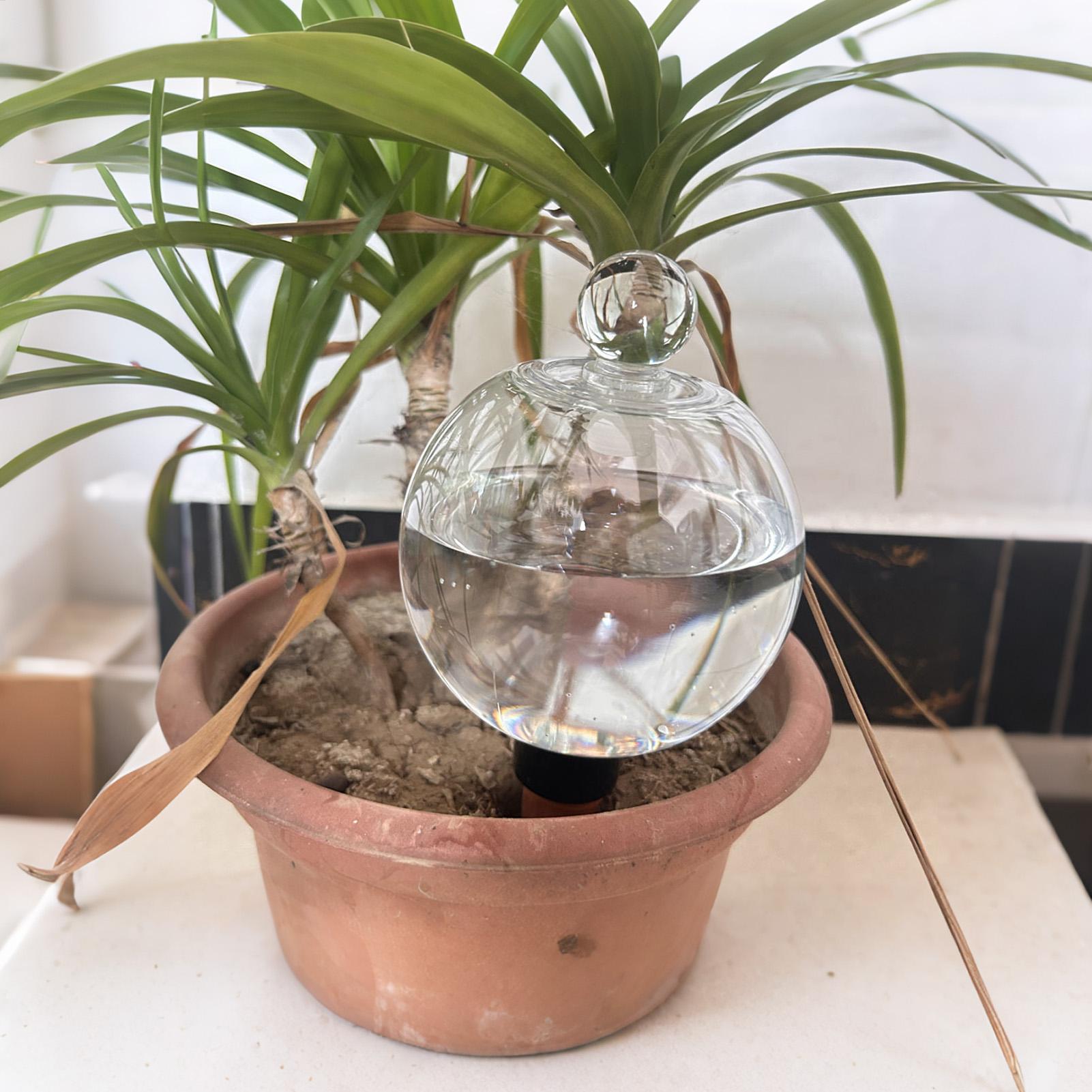 Bolas de Rega Automática para  - Pothos avaliação e preço