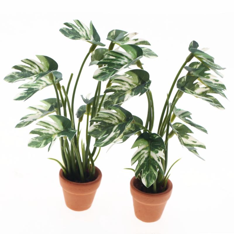 Novo. 1PC Planta Verde Monster - Pothos avaliação e preço