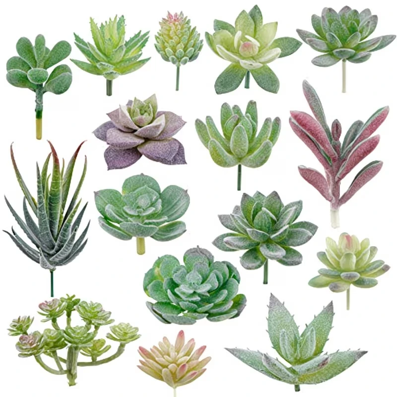 10/20 Peças de Plantas Suculen - Snake Plant avaliação e preço